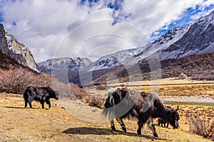Two brown tibetan yaks in a pasture of snow mountains at Yading