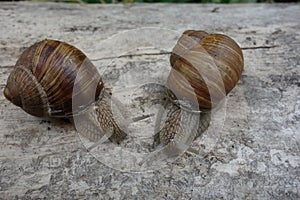 Two brown vineyard snails Helix pomatia on a bright tree trunk