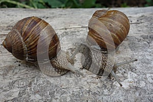 Two brown vineyard snails Helix pomatia on a bright tree trunk