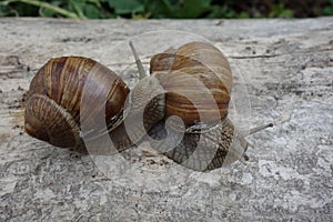Two brown vineyard snails Helix pomatia on a bright tree trunk