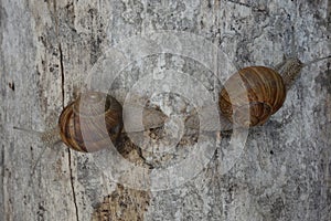 Two brown vineyard snails Helix pomatia on a bright tree trunk