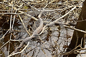 Two Brown Water Snake on Branches