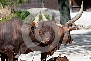 Two brown Watusi with a young one