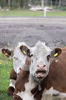 Two brown and white Cattle Hereford Ruminating on Pastureat, they are looking at the camera