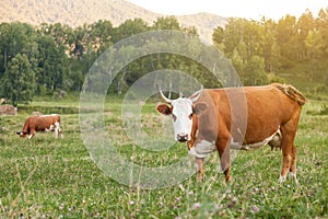 Two brown and white cows with horns on green grass graze in the meadow and eat. Farming and agriculture and milk production