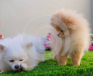 Two Pumeranian dogs together at home photo