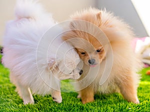 Two Pumeranian dogs playing at home photo