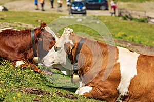 Two Brown and White Dairy Cows on a Mountain Pasture - Alps Austria