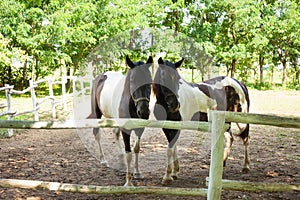 Two Brown white horses