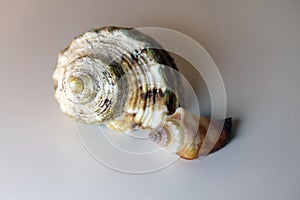 Two Brown and White Sea Mollusk Shells on a White Table