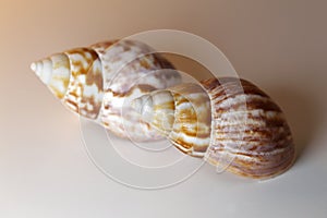 Two Brown and White Sea Mollusk Shells on a White Table