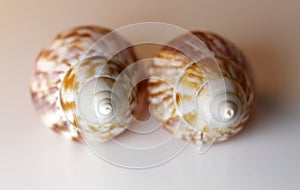 Two Brown and White Sea Mollusk Shells on a White Table