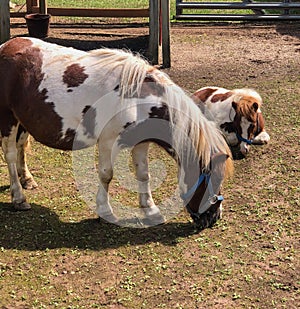 Two brown and white small horses in outdoor pen
