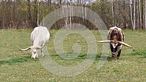 Two brown and white texas longhorn eating grass on meadow