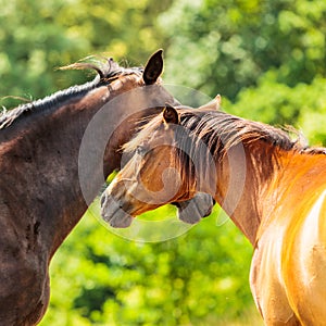 Two brown wild horses on meadow field