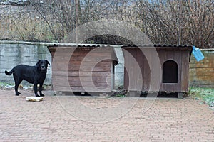 two brown wooden doghouses and a black large dog on the sidewalk