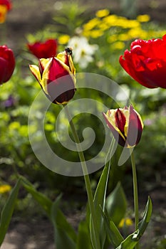 Two brown-yellow tulips bloom in the garden, background. Unusual flowers tulips grow in spring on a flower bed