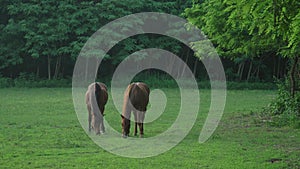 two brown young horses walk in forest meadow