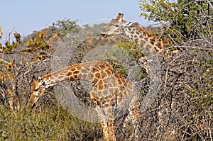 Two browsing Giraffes