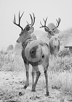 Two Buck Deer Patrol For Food