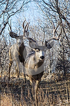 Two Buck Deer Walking down a Forest Path