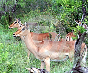 Two Buck Vigilantly Watching Something In the Distance