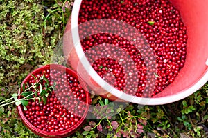 Two buckets full of wild lingonberry in northern autumn forest