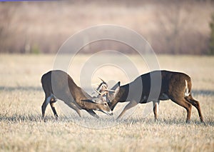 Two bucks fighting