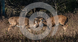 Two bucks fighting head to head