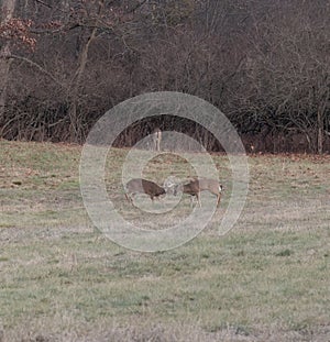 Two bucks fighting in a open field