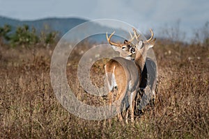 Two bucks grooming each other