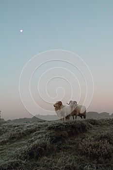 Two bucks on a hill with a bright moon just before sunrise