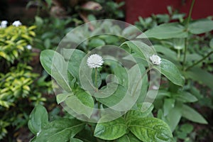 Two bud shape white floret flowers and leaves in garden