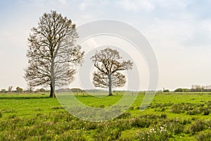 Two budding trees in the spring season