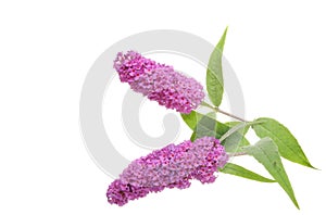 Two Buddleja