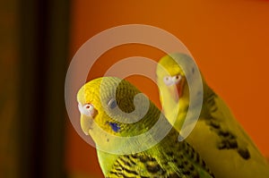 Two budgerigars