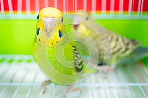 two budgerigars in cage