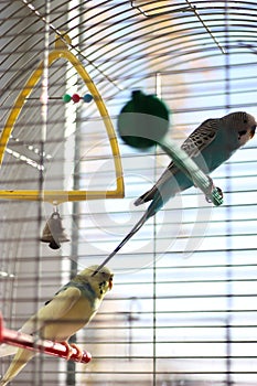 two budgerigars in a cage