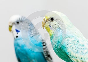 Two budgerigars couple