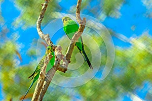 Two Budgerigars Parrots