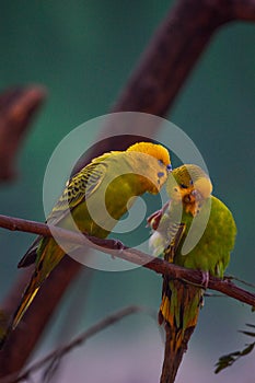 Two budgerigars sharing a moment