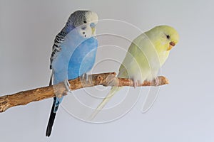 Two budgerigars sits on a branch