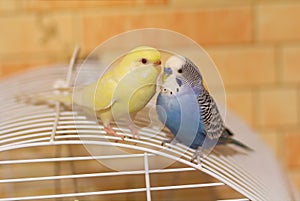 Two budgerigars are sitting on the cage