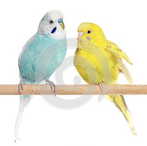 Two Budgie sit on a perch