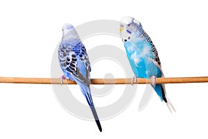 Two Budgies