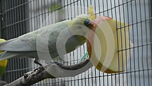 Two budgies and apple