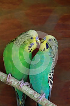 Two budgies kissing