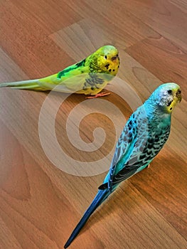 Two budgies are looking right at you sitting on the wooden floor