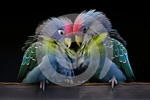 two budgies preening each others feathers