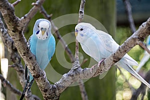 Two Budgies sitting on a Branch Outside Budgerigar